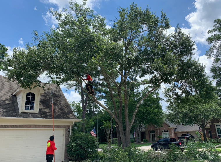 workers with red tshirts checking out a tall tree